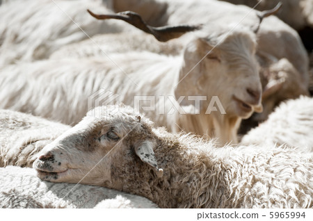 Sheep and white kashmir (pashmina) goat from India Sheep and white kashmir (pashmina) goat from India 5965994