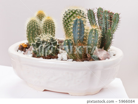cactus cactus 5966084