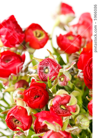 flowers flowers 5966086