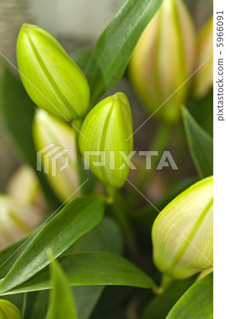 flowers flowers 5966091