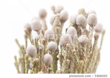 plant plant 5966093