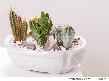 cactus cactus 5966094