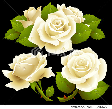 white rose set 5966279