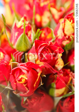 roses roses 5966346