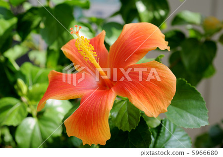 Hibiscus 5966680