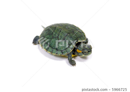 turtle turtle 5966725
