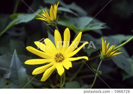 Jerusalem artichoke 5966726