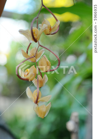 貢戈拉 貢戈拉 5966935