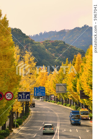 Koshu Road Gingko Namiki Koshu Road Gingko Namiki 5967041