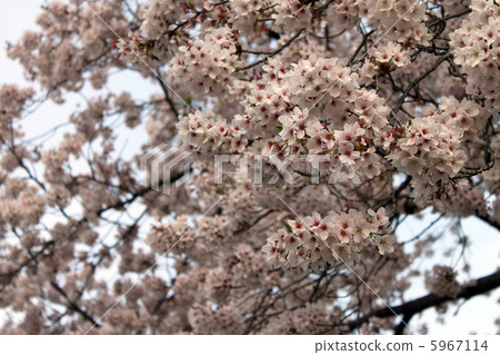 Cherry Blossoms   5967114