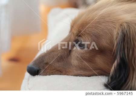 A dozing miniature dachshund, shaded red 5967145