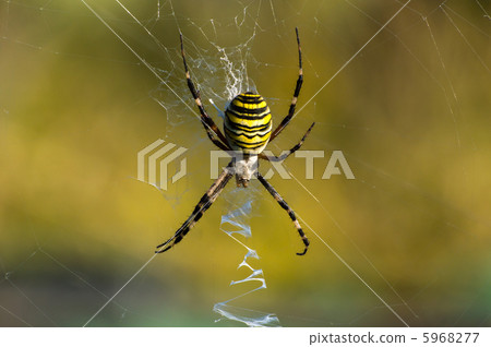 Argiope spider Argiope spider 5968277