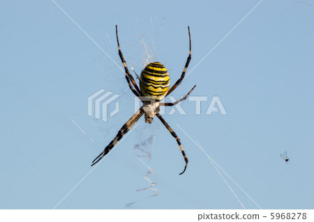 Argiope spider Argiope spider 5968278