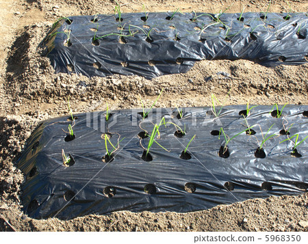 黑色多座位 5968350