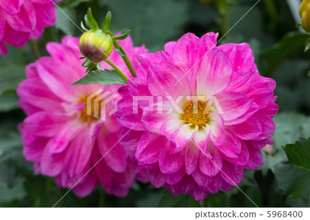 粉紅色大麗花 5968400