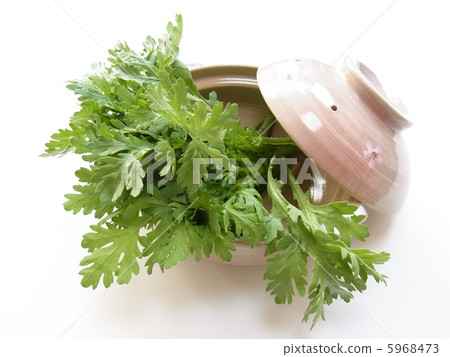 Haru chrysanthemum of pot dish Haru chrysanthemum of pot dish 5968473