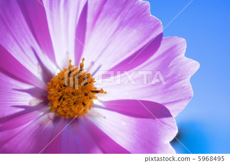 Cosmos's crystal clear petals 5968495