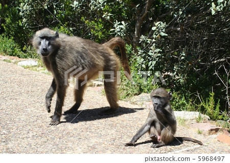 wild monkey family wild monkey family 5968497