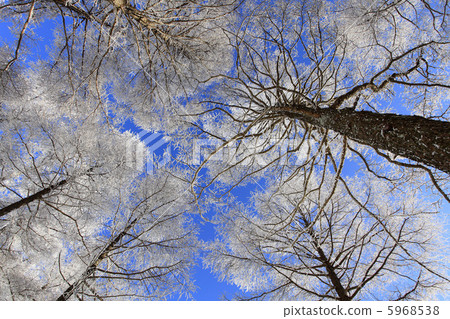 Kira pine forest with blue sky and blue sky Kira pine forest with blue sky and blue sky 5968538