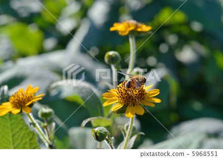 Flower of Yacon 5968551