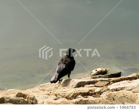 岡山市後樂園的瓢蟲 5968783