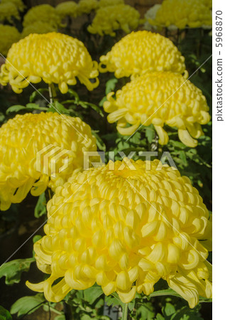 Yellow chrysanthemum Yellow chrysanthemum 5968870