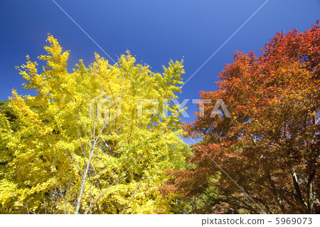 Autumn leaves of Genji mountain 5969073