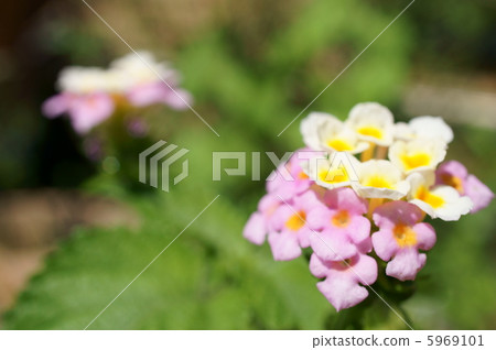Lantana Lantana 5969101