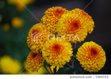 Orange colored chrysanthemum 5969358