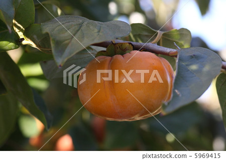 [Autumn taste Jiro Persimmon] 5969415