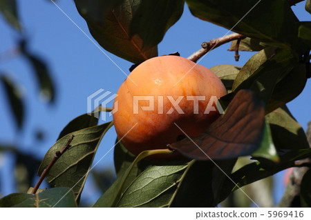 [Autumn taste Jiro Persimmon] 5969416