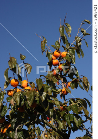 [Autumn taste Jiro Persimmon] 5969421