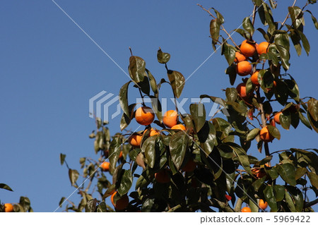 [Autumn taste Jiro Persimmon] 5969422
