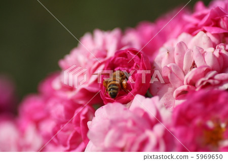 [Honeybee and autumn rose] 5969650