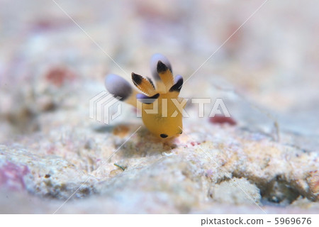 皮卡丘Umiushi 5969676