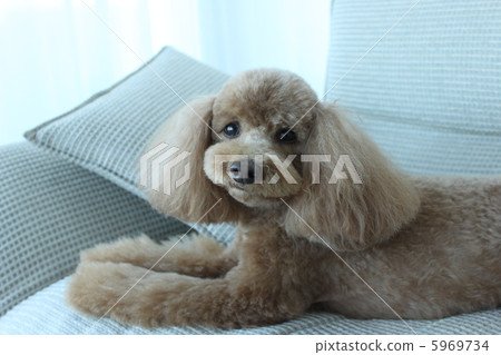 玩具貴賓犬 5969734