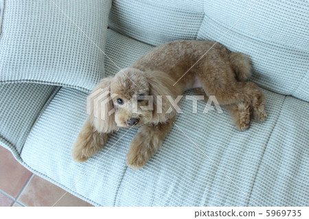 玩具貴賓犬 玩具貴賓犬 5969735