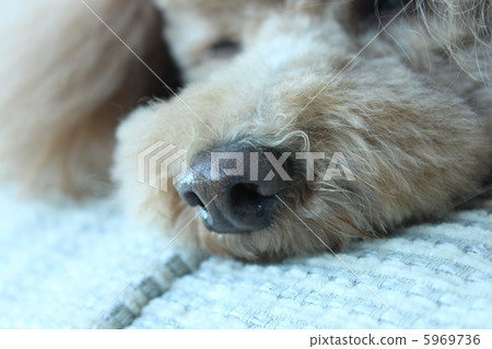 休息的玩具獅子狗 休息的玩具獅子狗 5969736