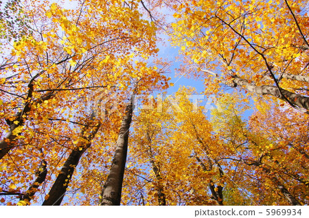 November Turquoise / Magnolia family 111 autumn leaves 5969934