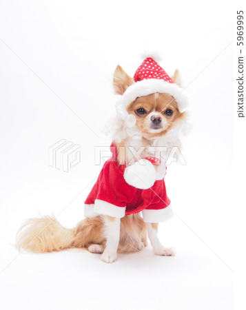 Chihuahua in Santa costume Chihuahua in Santa costume 5969995