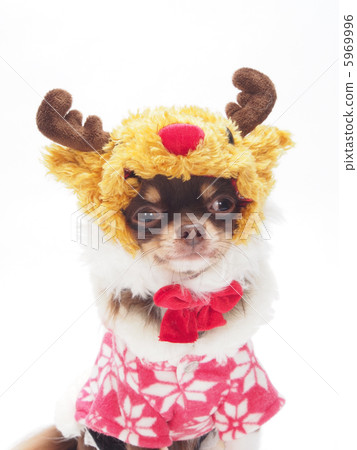 Chihuahua in a reindeer's costume Chihuahua in a reindeer's costume 5969996