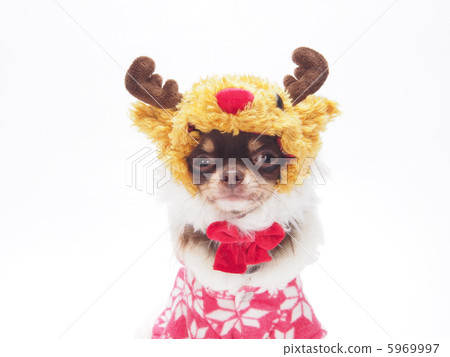 奇瓦瓦州的馴鹿服裝 5969997