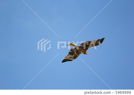 藍天和鷹 5969999