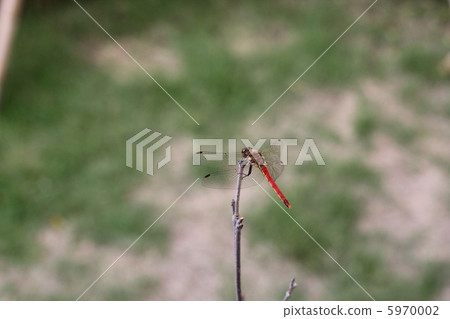 Red dragonfly Red dragonfly 5970002