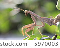 螳螂等待獵物 5970003
