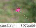 麒麟花 5970006