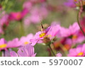鮮花和蜜蜂 5970007