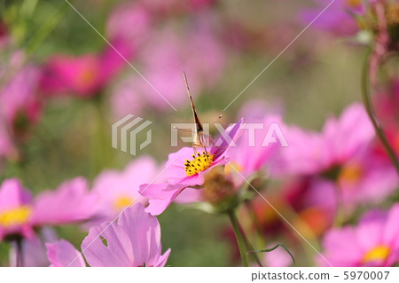 鮮花和蜜蜂 鮮花和蜜蜂 5970007
