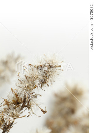 Macro taken with crown cap of Seita Kawadachi saw 5970082