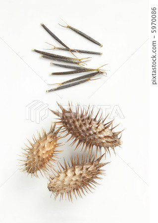 Two types of insects 5970086